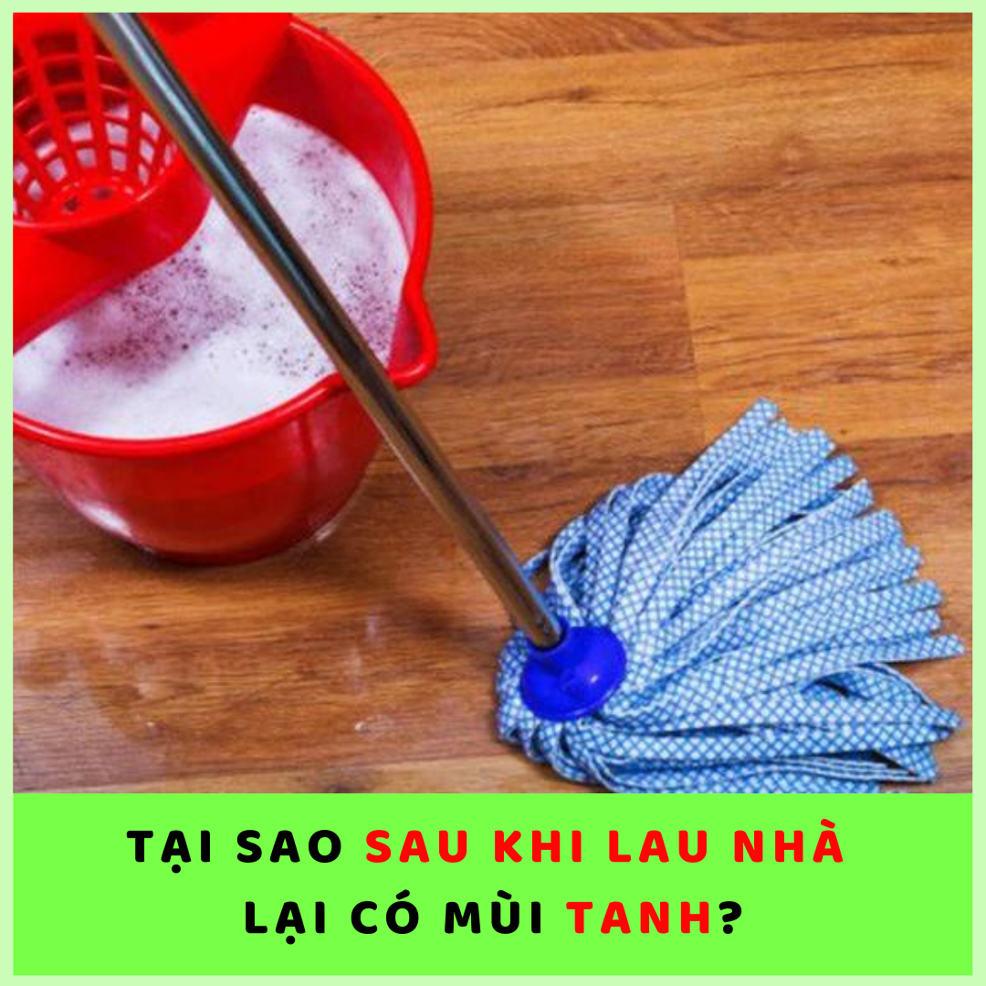 TẠI SAO LAU NHÀ XONG LẠI CÓ MÙI TANH